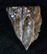 Large Triceratops Shed Tooth - Montana #13406-1